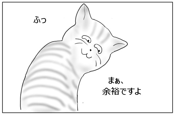 余裕の猫