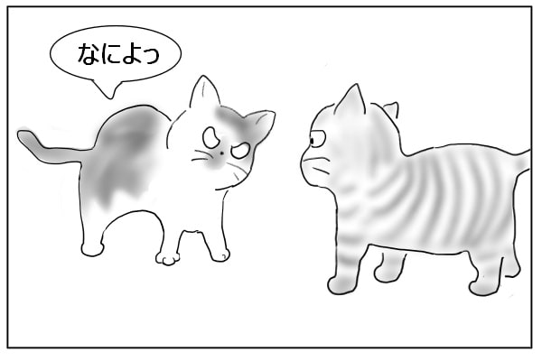 怒る猫