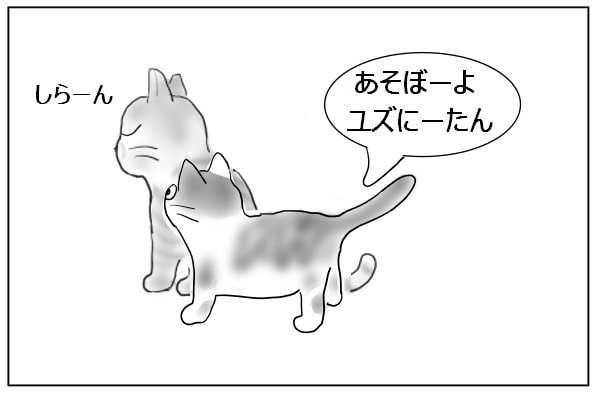 意地悪な猫