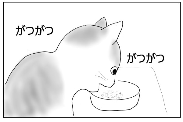 がつがつ食べる猫