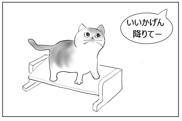 乗る猫