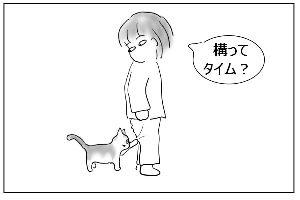 構ってほしい猫