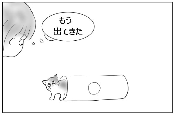 ひょっこり出てくる猫