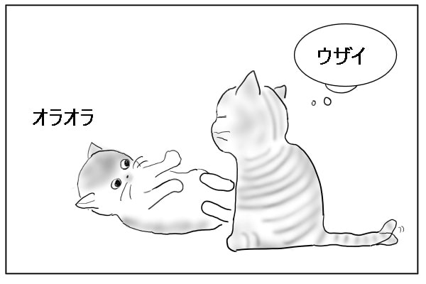 けしかける猫