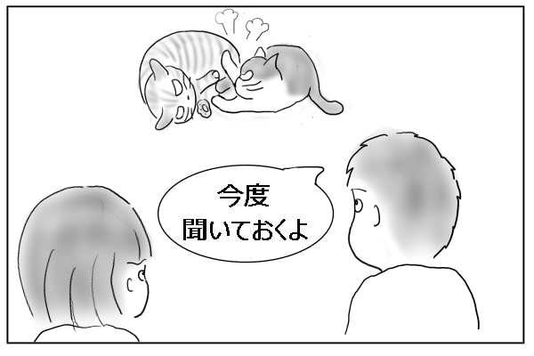 やり合う猫