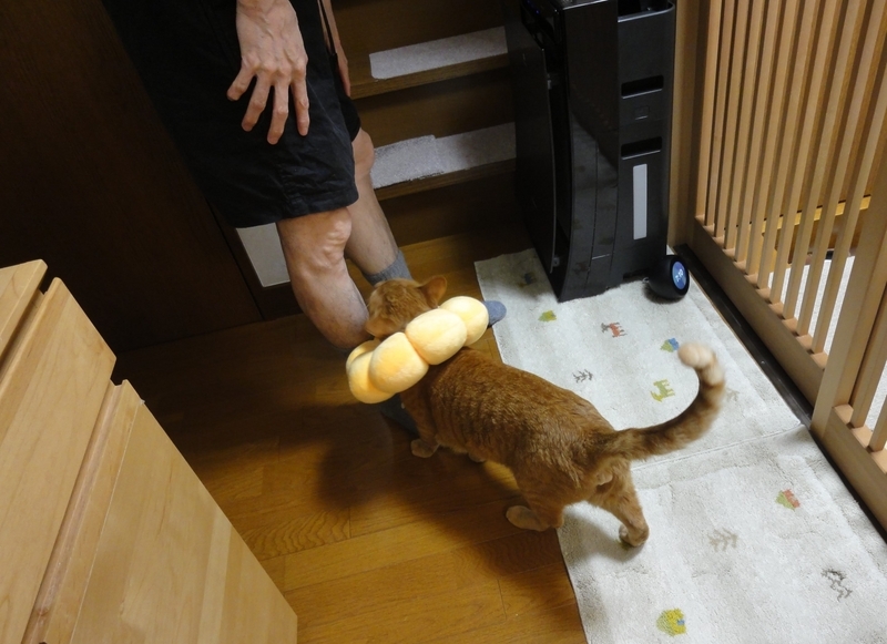 甘える猫