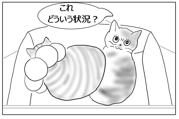 割り込まれた猫