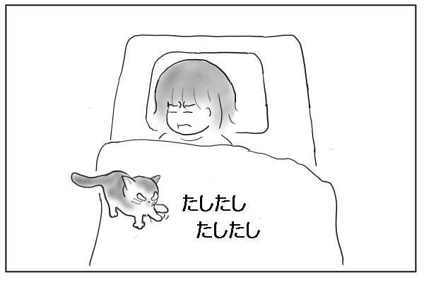 たしたしする猫