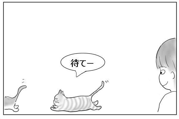 追いかける猫