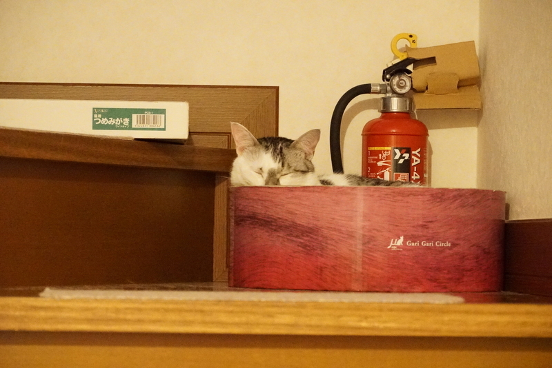 サークルにて