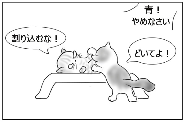 猫の小競り合い