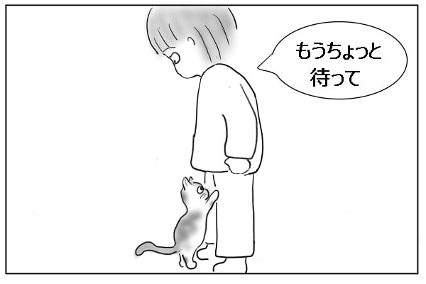 うろちょろする猫