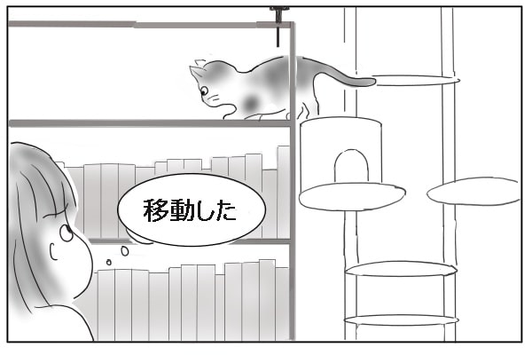 移動する猫