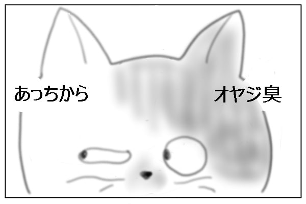 気づいた猫