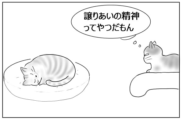 取り返したい猫