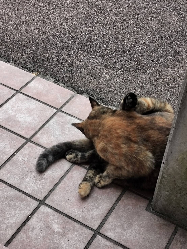 玄関先の猫