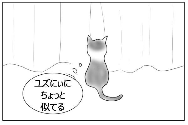 似てる猫