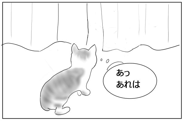 気づいた猫