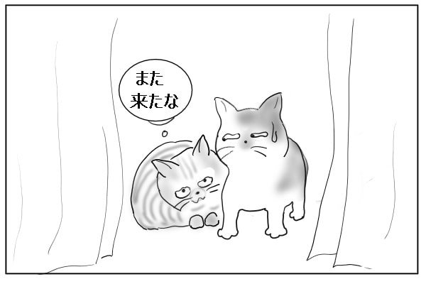 前に出ない猫