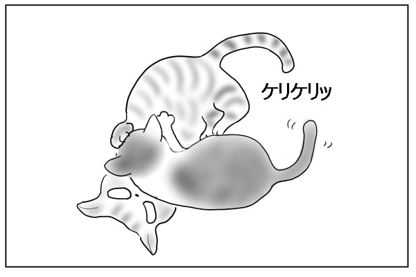 猫のプロレス