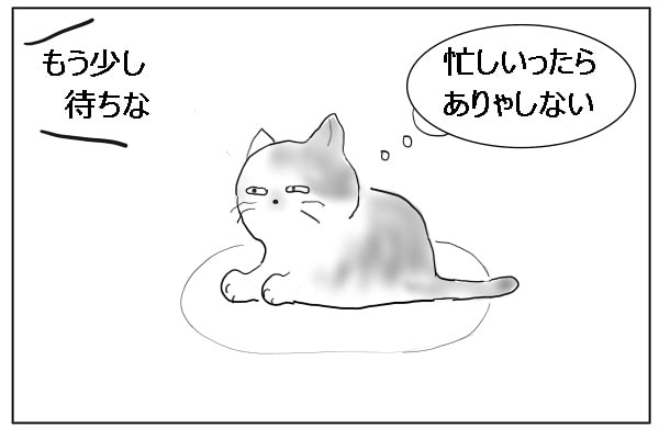 見ている猫