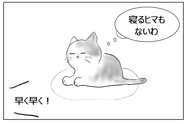 眠れない猫