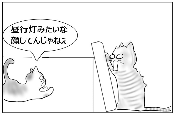 襲いかかる猫