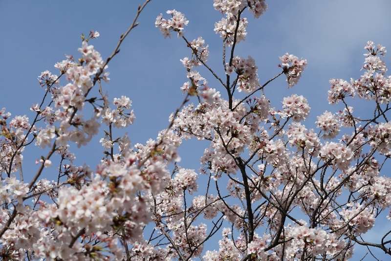 桜