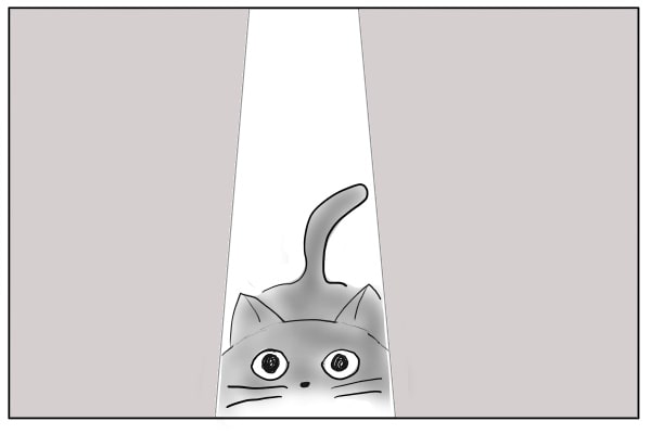 待ち構えている猫
