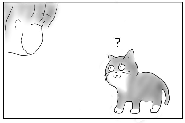 不思議がる猫