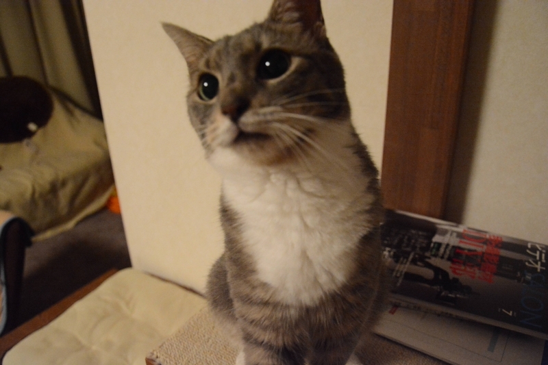 ボードの上の猫