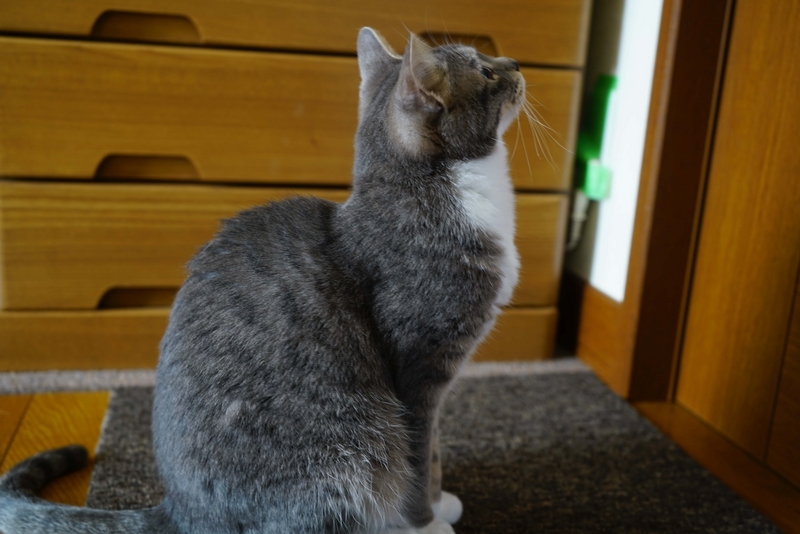 待つ猫