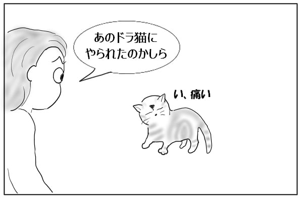 怪我した猫