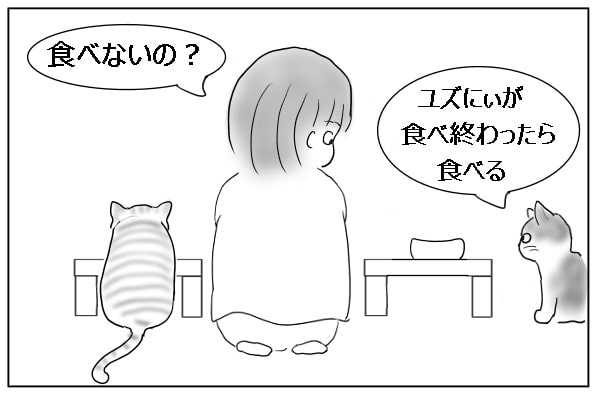 猫のごはん