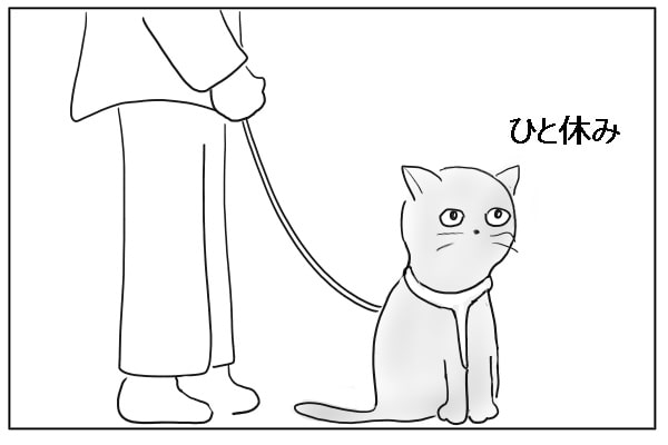 リードをつけた猫