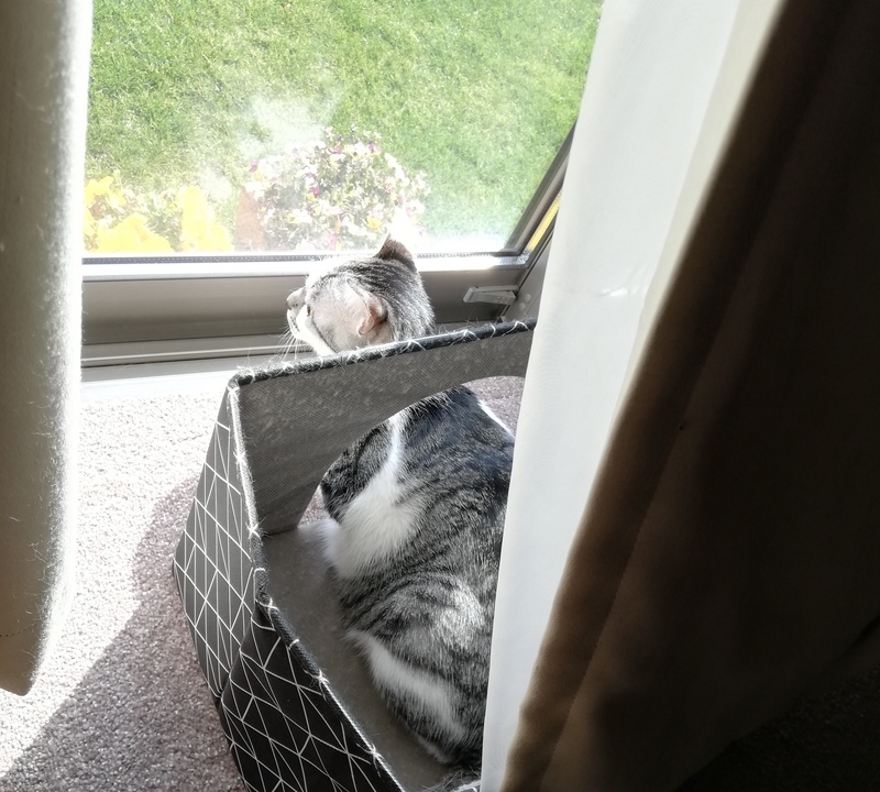 外を眺める猫