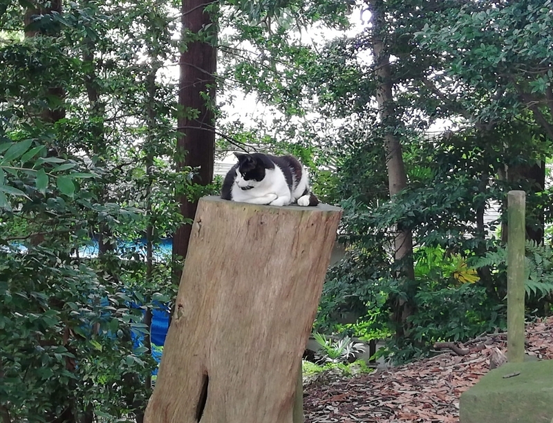 神社の猫