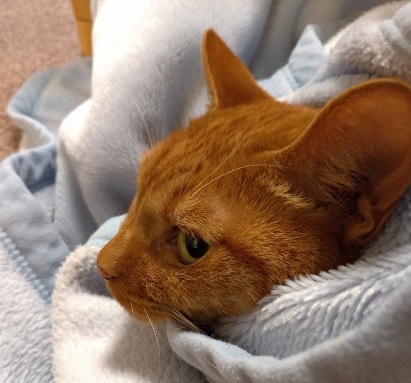 くるまる猫