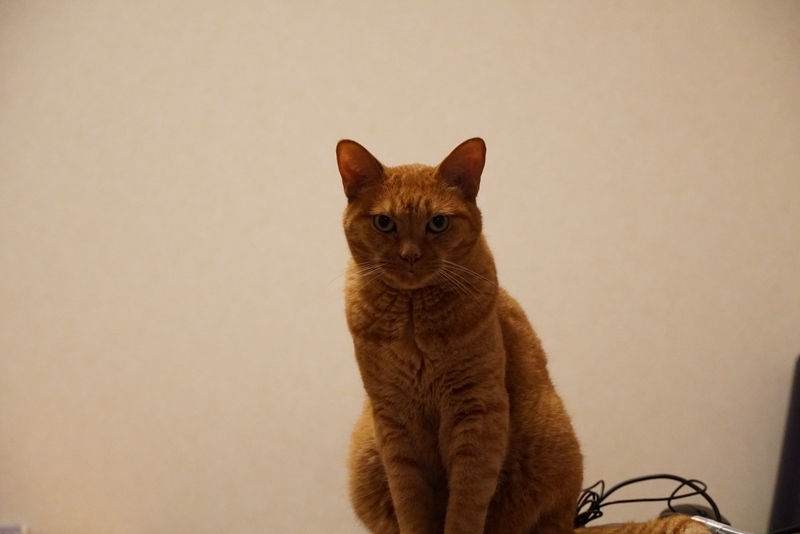 テーブルの上の