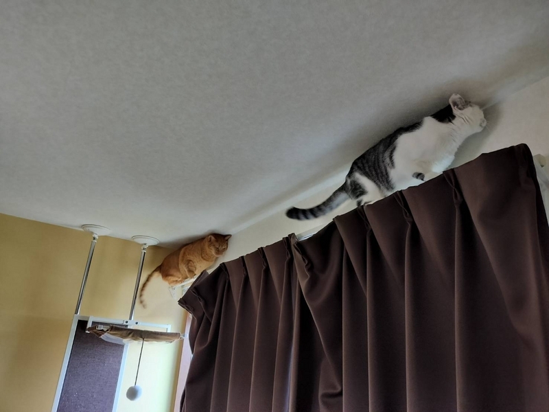 進む猫