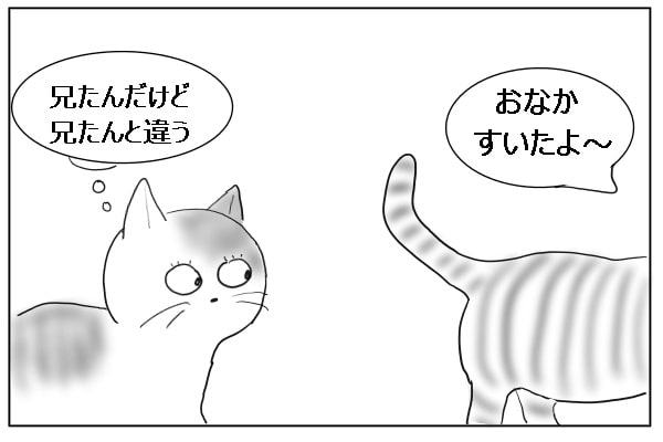 訝しがる猫