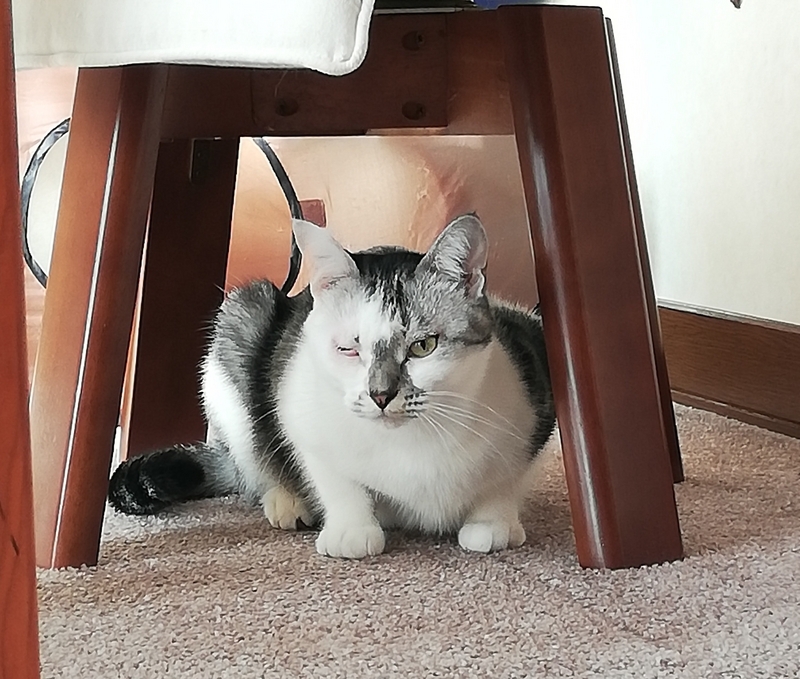 いぶかしげな猫