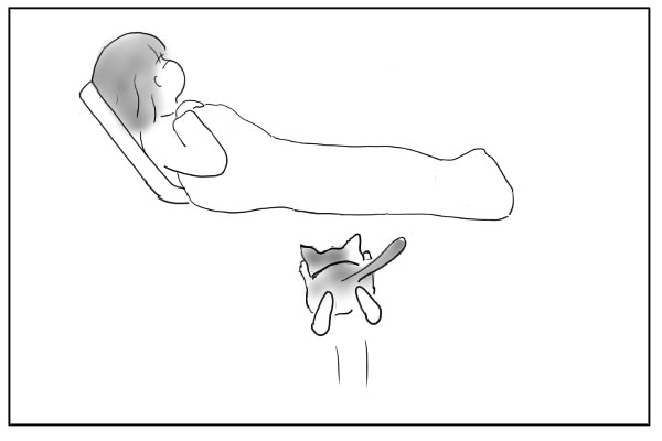 飛んでくるねこ
