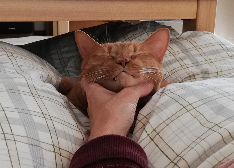 ふとんの猫