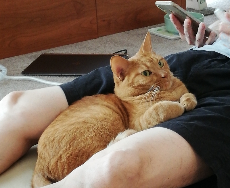 足の間に猫