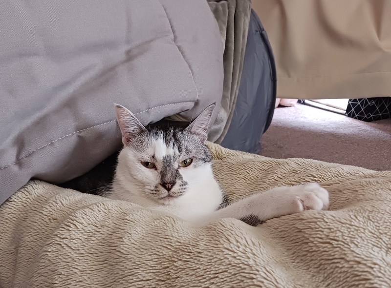 足の間に猫