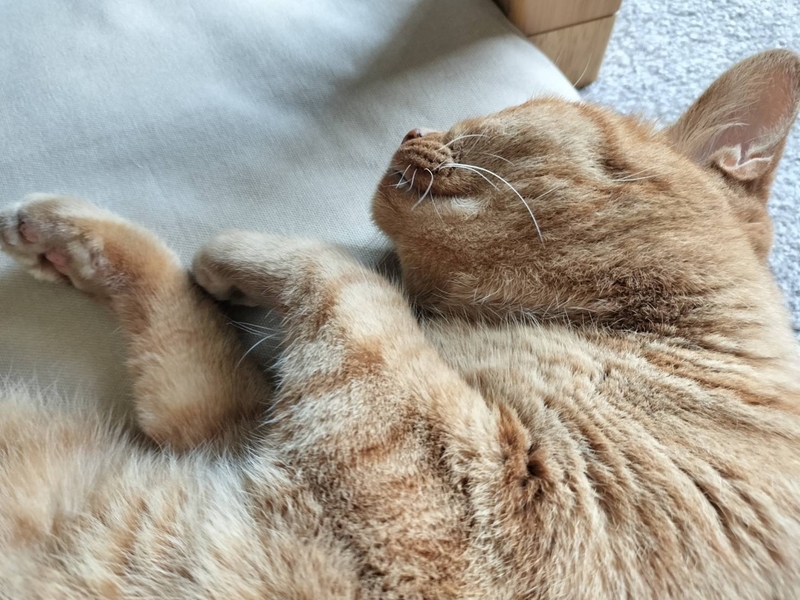 寝る猫
