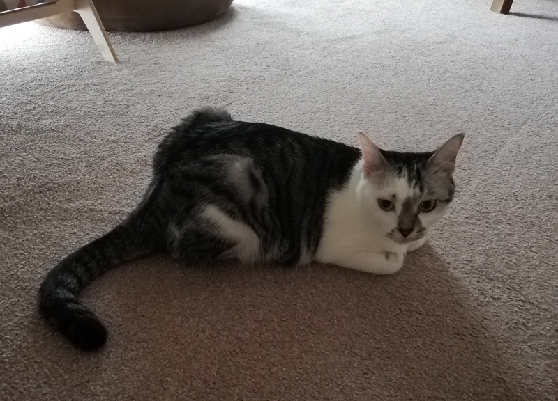床に座る猫