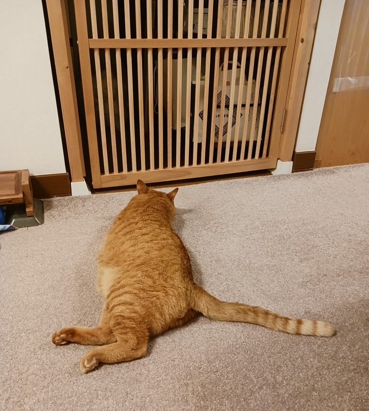 寝そべる猫