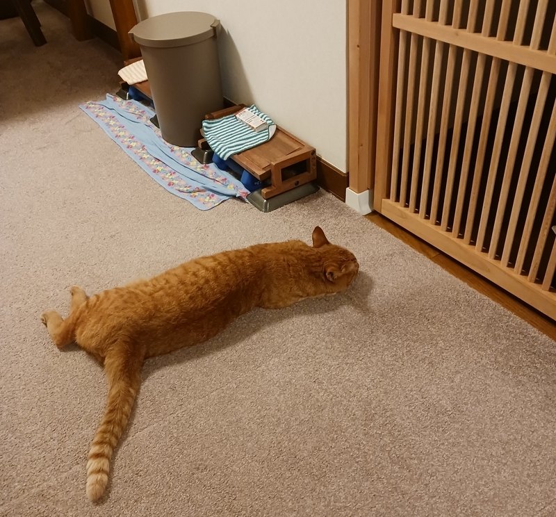 ドアを塞ぐ猫